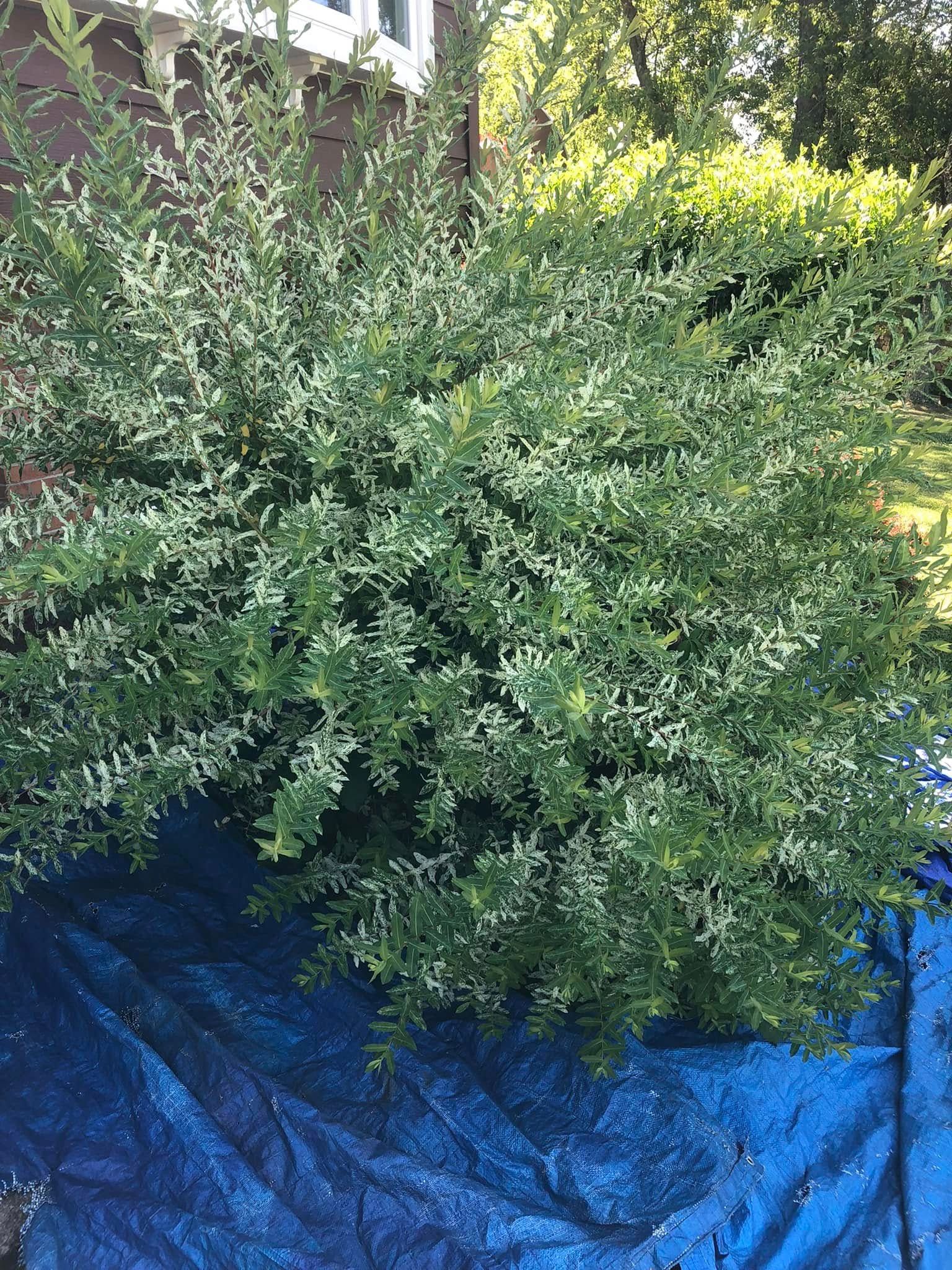 A dense, silver-green shrub sits on a blue tarp outdoors against a house wall.