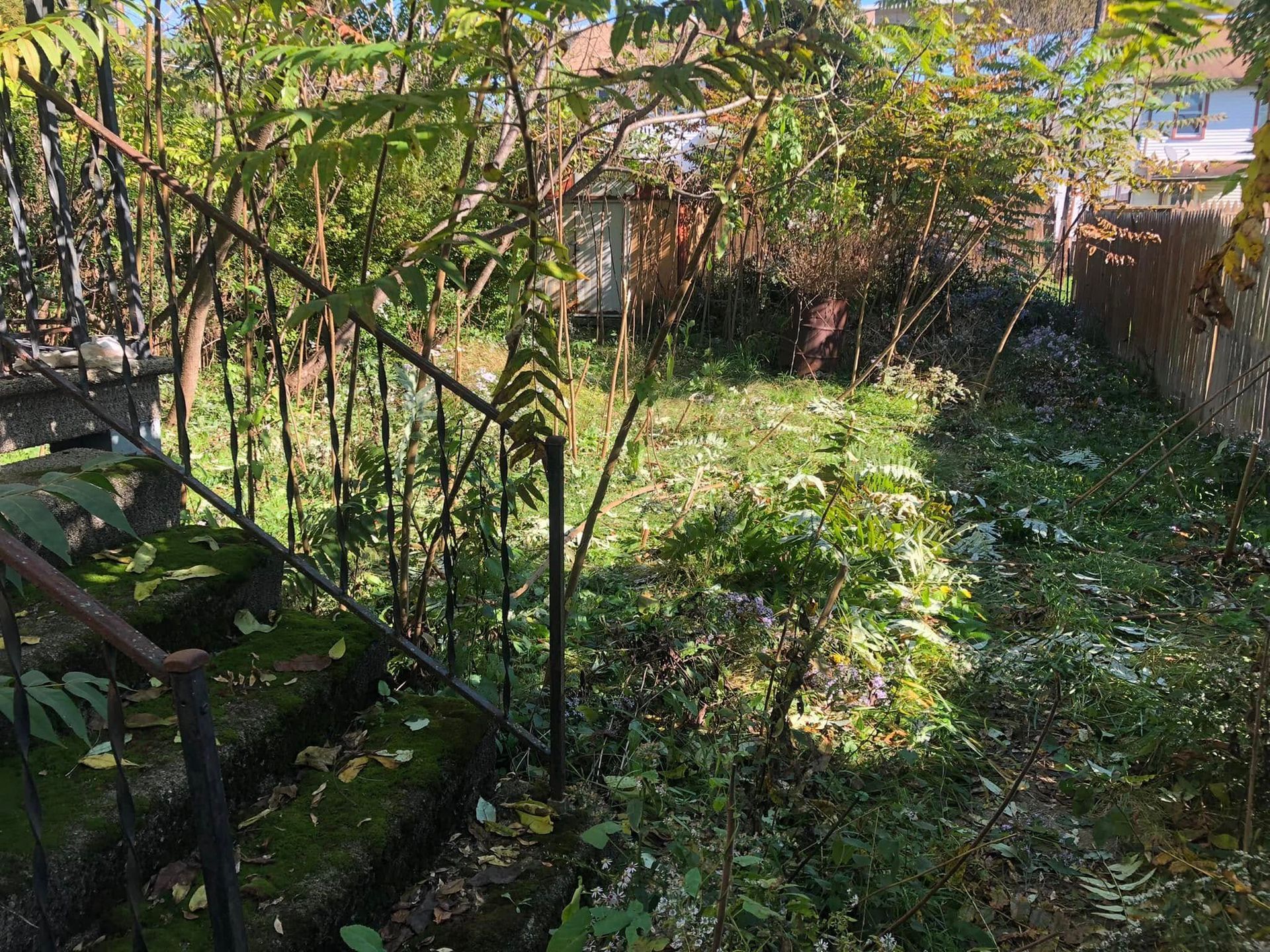 An overgrown backyard with mossy stone steps, tall trees, and scattered fallen leaves under a bright, sunny sky.