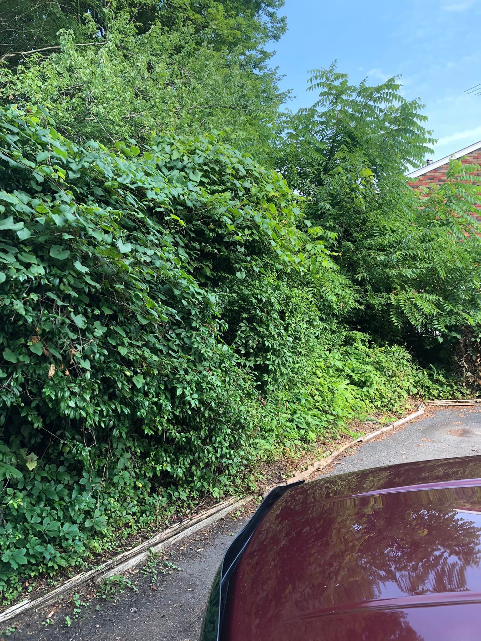 A view from inside a car looking toward a lush green hedge and trees lining a paved driveway.