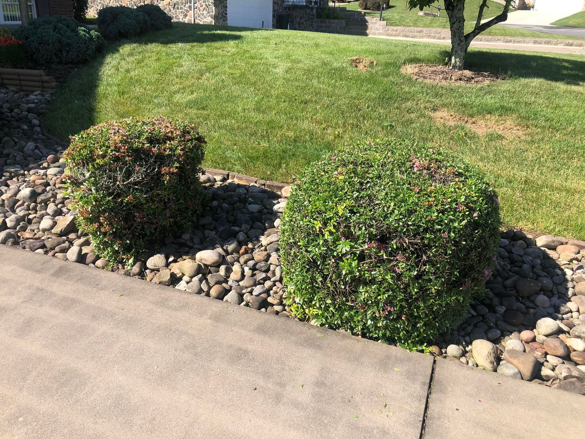 Two rounded, trimmed shrubs sit in a decorative rock bed next to a concrete driveway and a grassy front lawn.