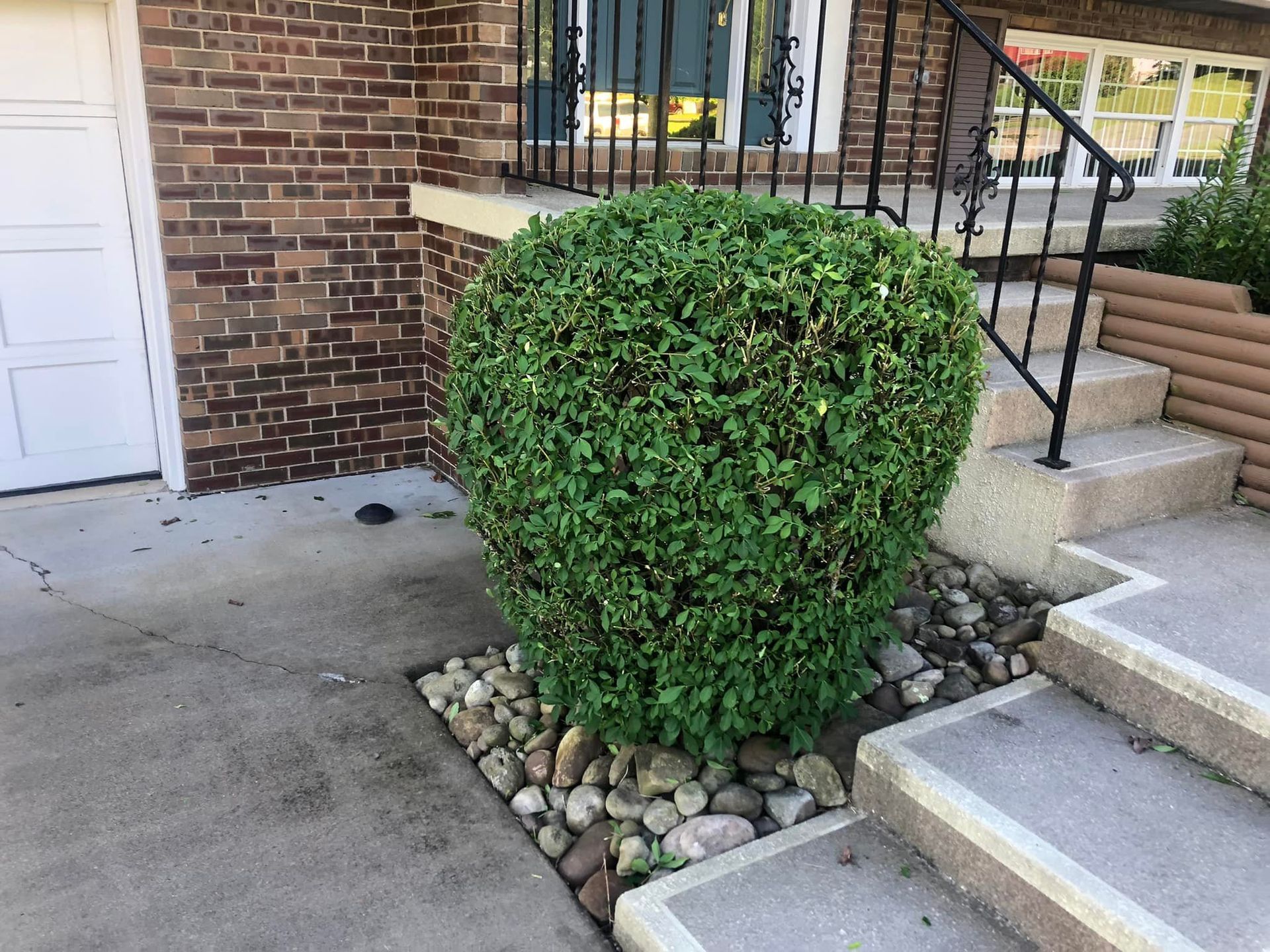 A manicured, rounded green shrub sits in a garden bed of river rocks next to concrete front steps and a brick house.