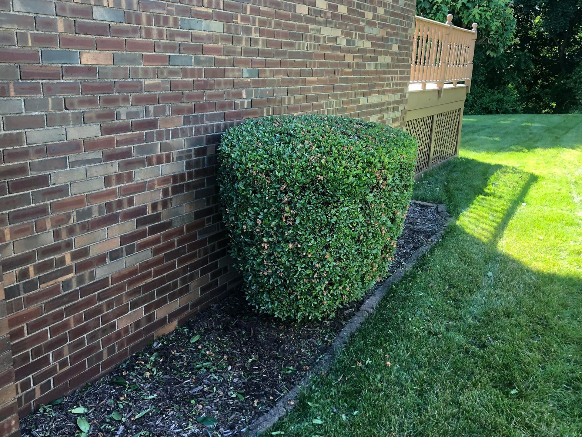 A large, rounded green hedge sits in a mulched garden bed next to a brick wall and a wooden deck.