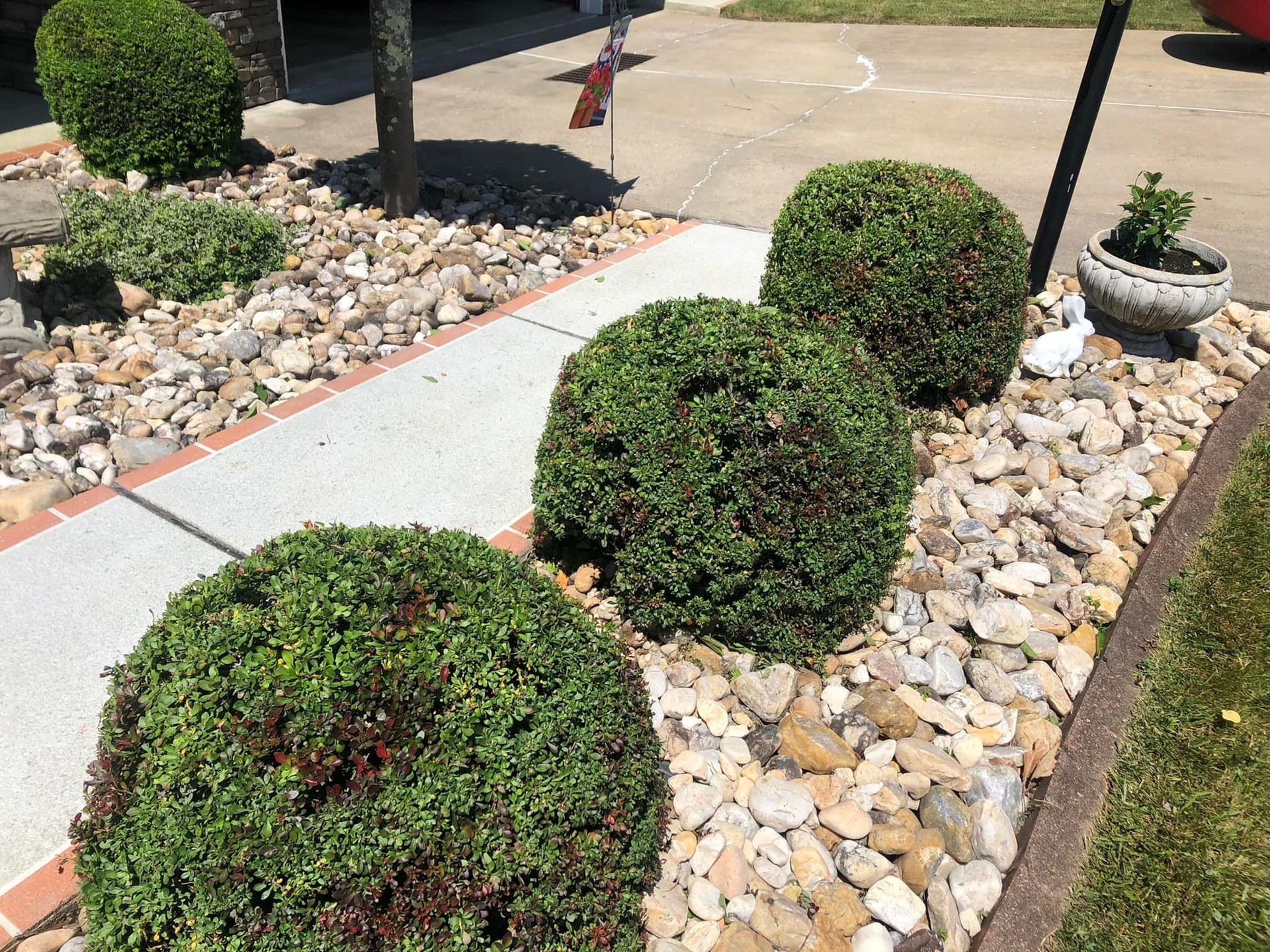 Three round green shrubs in a rock-filled garden bed bordering a gray concrete walkway.