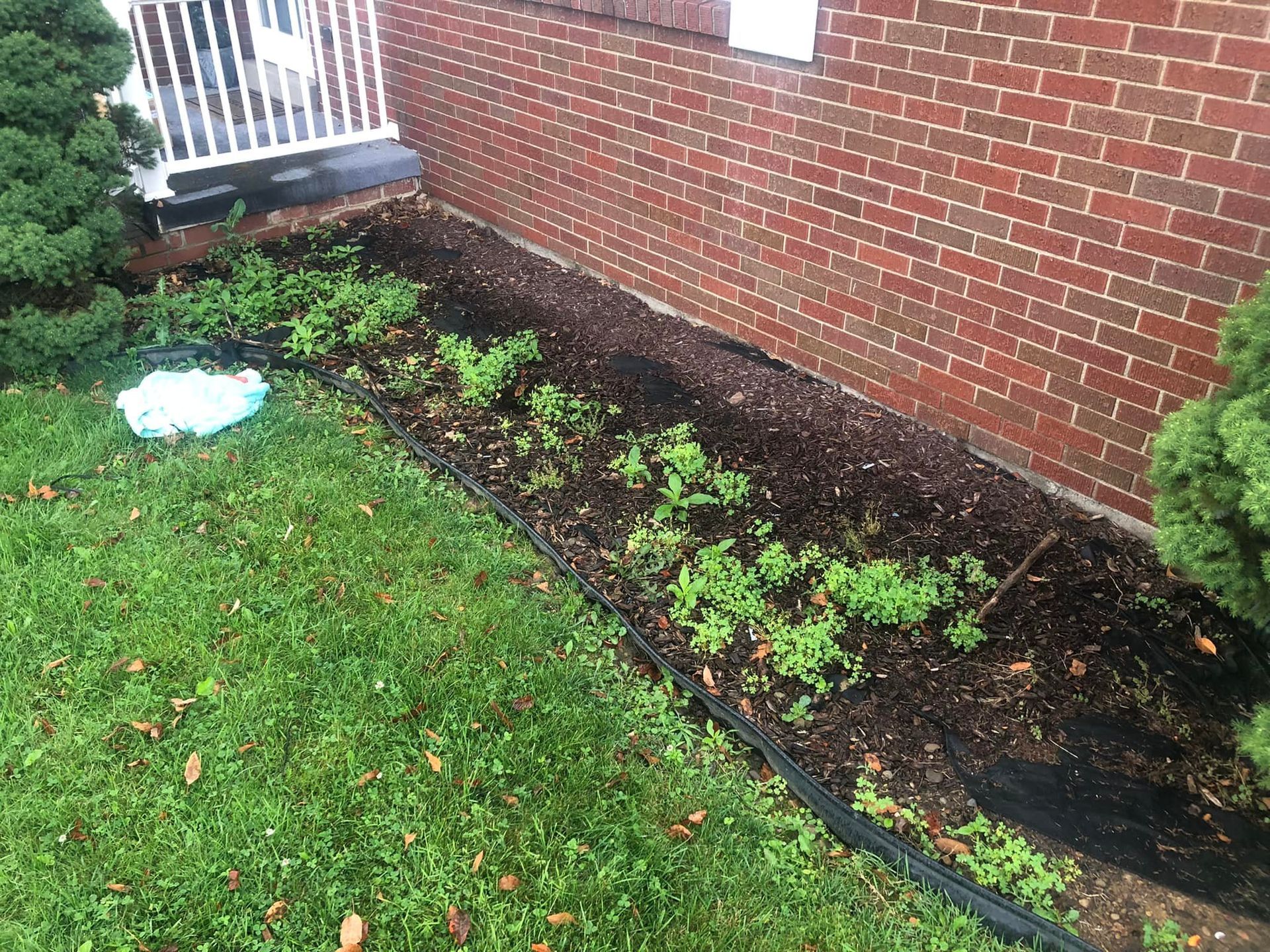 Small green plants grow in a mulch-covered garden bed beside a brick wall and a grassy lawn.