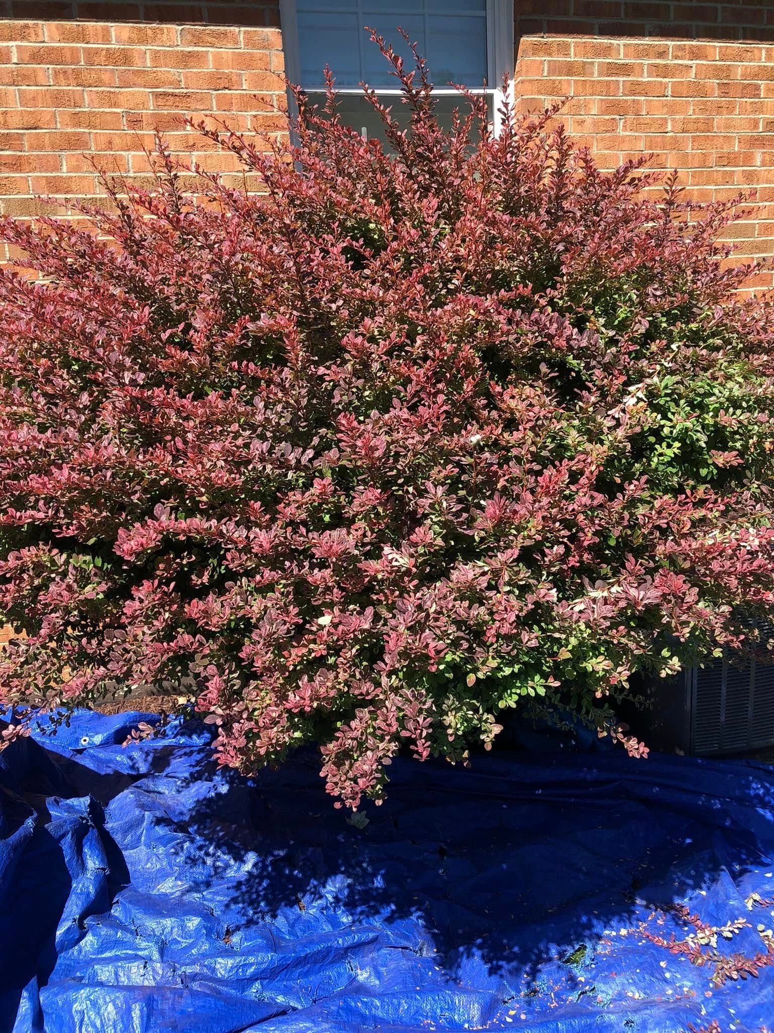 A full, round bush with dark reddish-purple foliage sitting against a brick wall above a spread-out blue tarp.