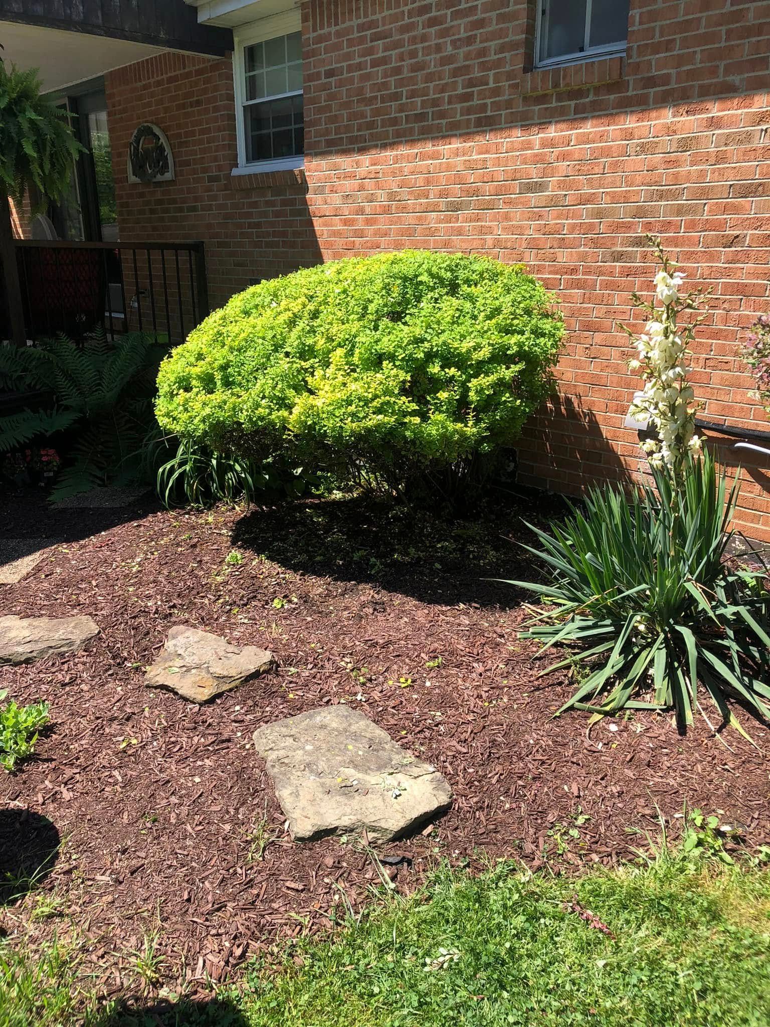 A landscaped front yard with a round bright green shrub, flat stepping stones, and a blooming yucca plant by a brick wall.