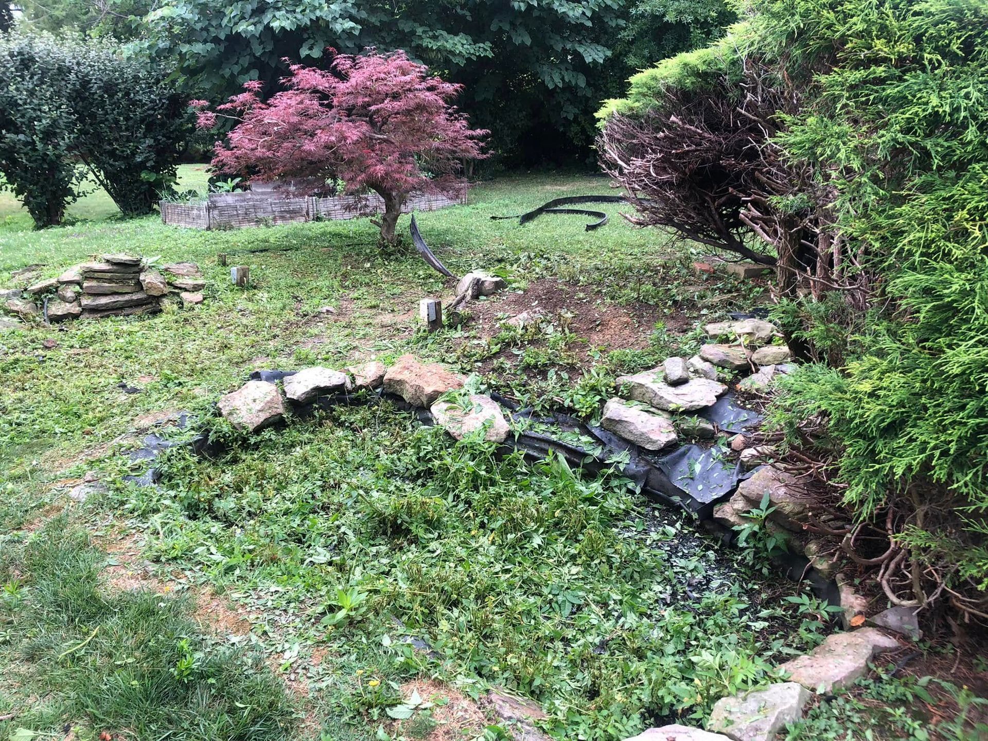 A small, overgrown backyard garden pond edged with rocks, featuring a vibrant reddish-purple Japanese maple tree nearby.
