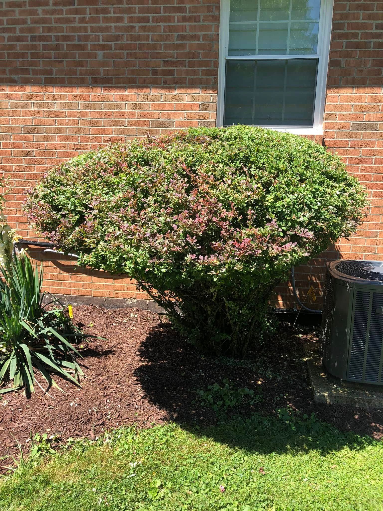 A large, rounded green and reddish bush grows in front of a red brick house wall, next to some plants and a dark trash can.