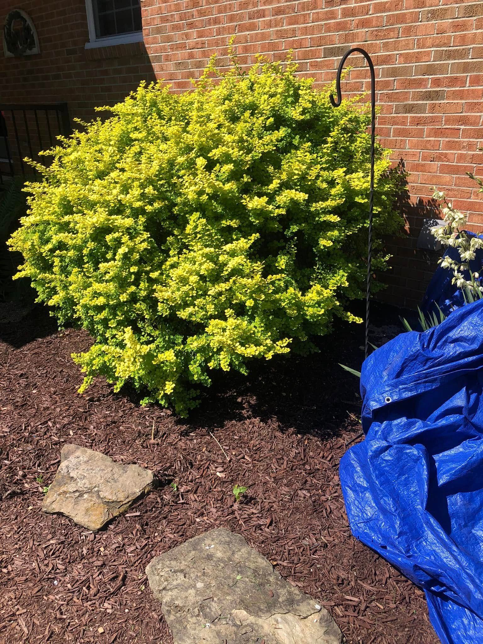 A vibrant, rounded chartreuse shrub grows next to a brick wall near stone pavers and a blue tarp on dark mulch.