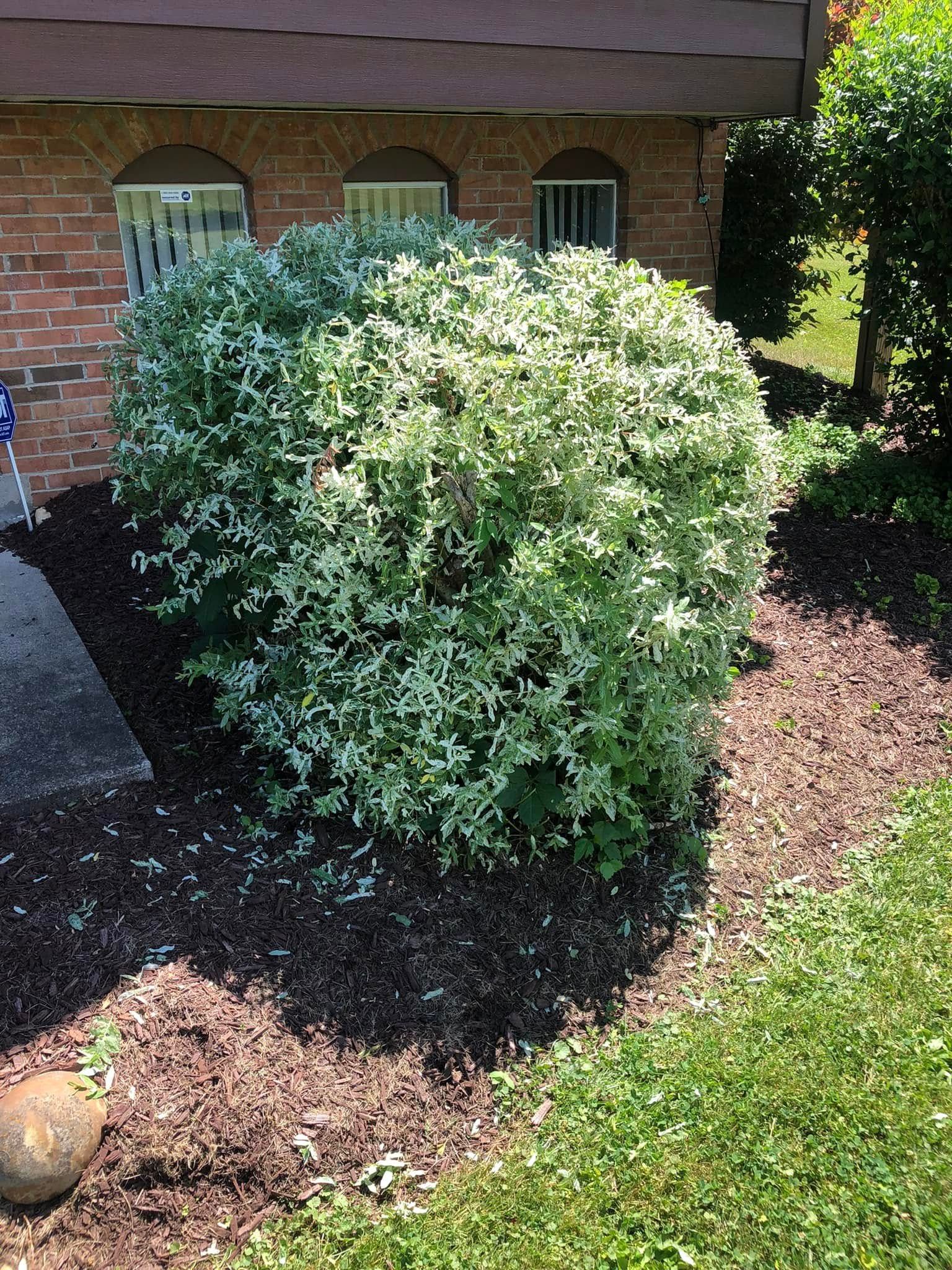 A variegated shrub with white and green leaves planted in a mulch garden bed next to a brick building.
