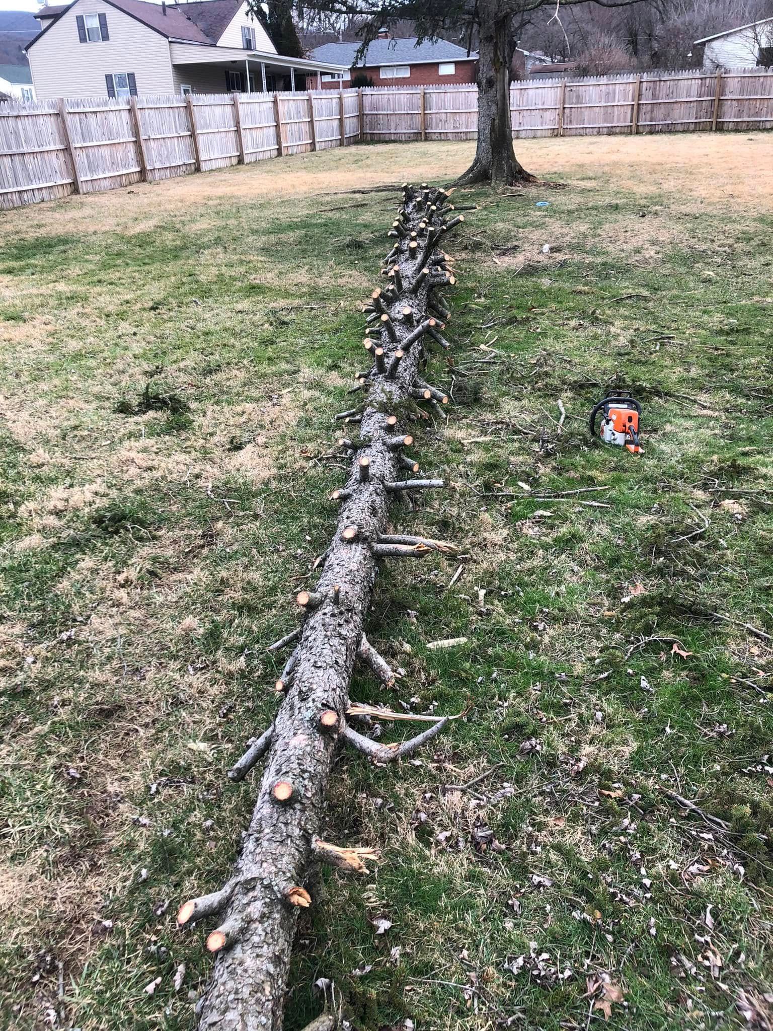 A long, de-limbed tree trunk lying on a grassy residential lawn with a chainsaw resting nearby.