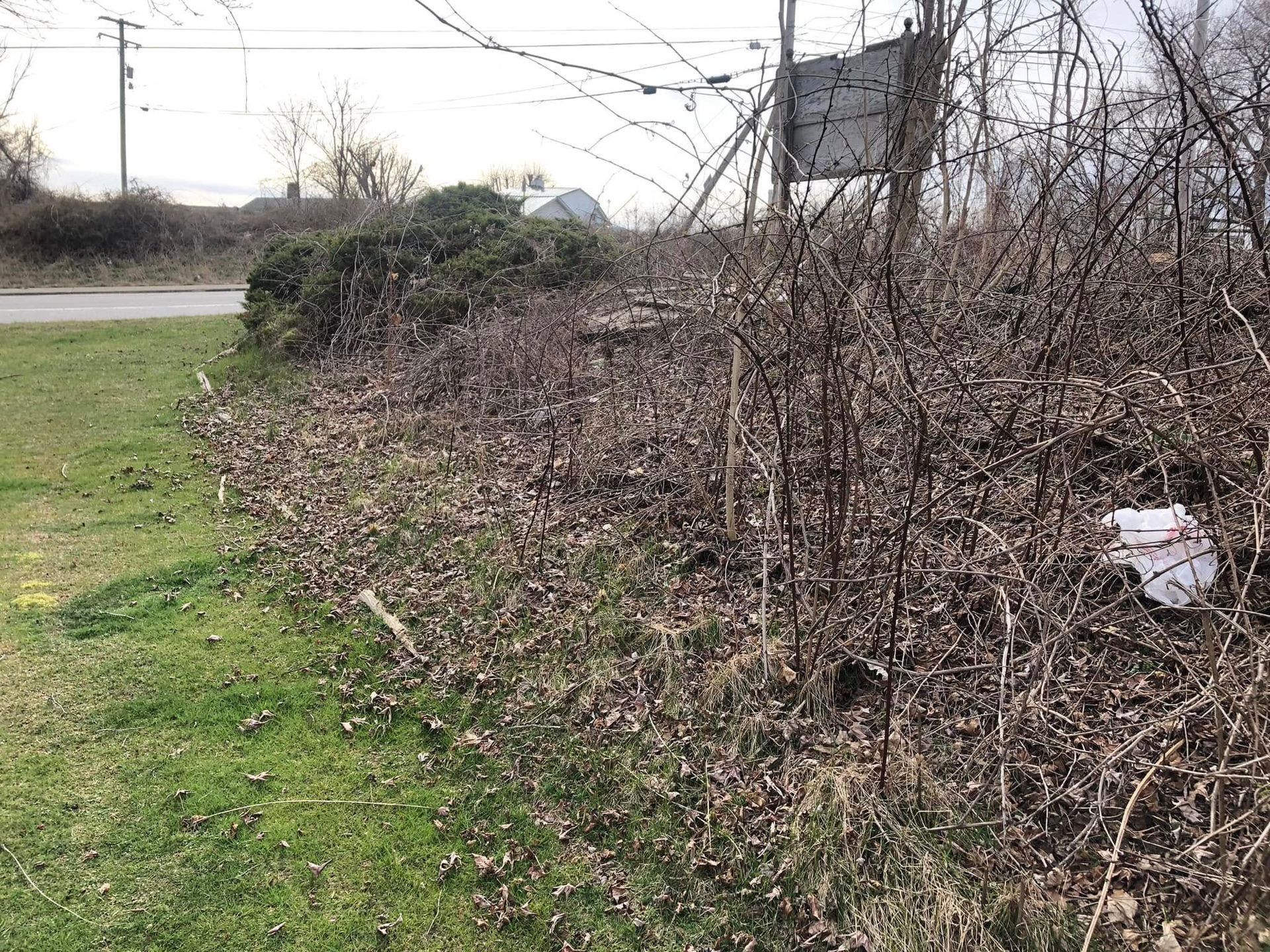 A grass lawn transitions to a dense, overgrown area of dead, tangled vines and brush, with a small piece of white litter.