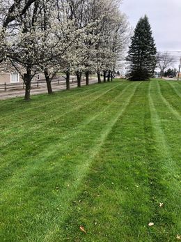 A grassy lawn with visible mowing lines leads to a row of white-flowering trees and a single evergreen on an overcast day.
