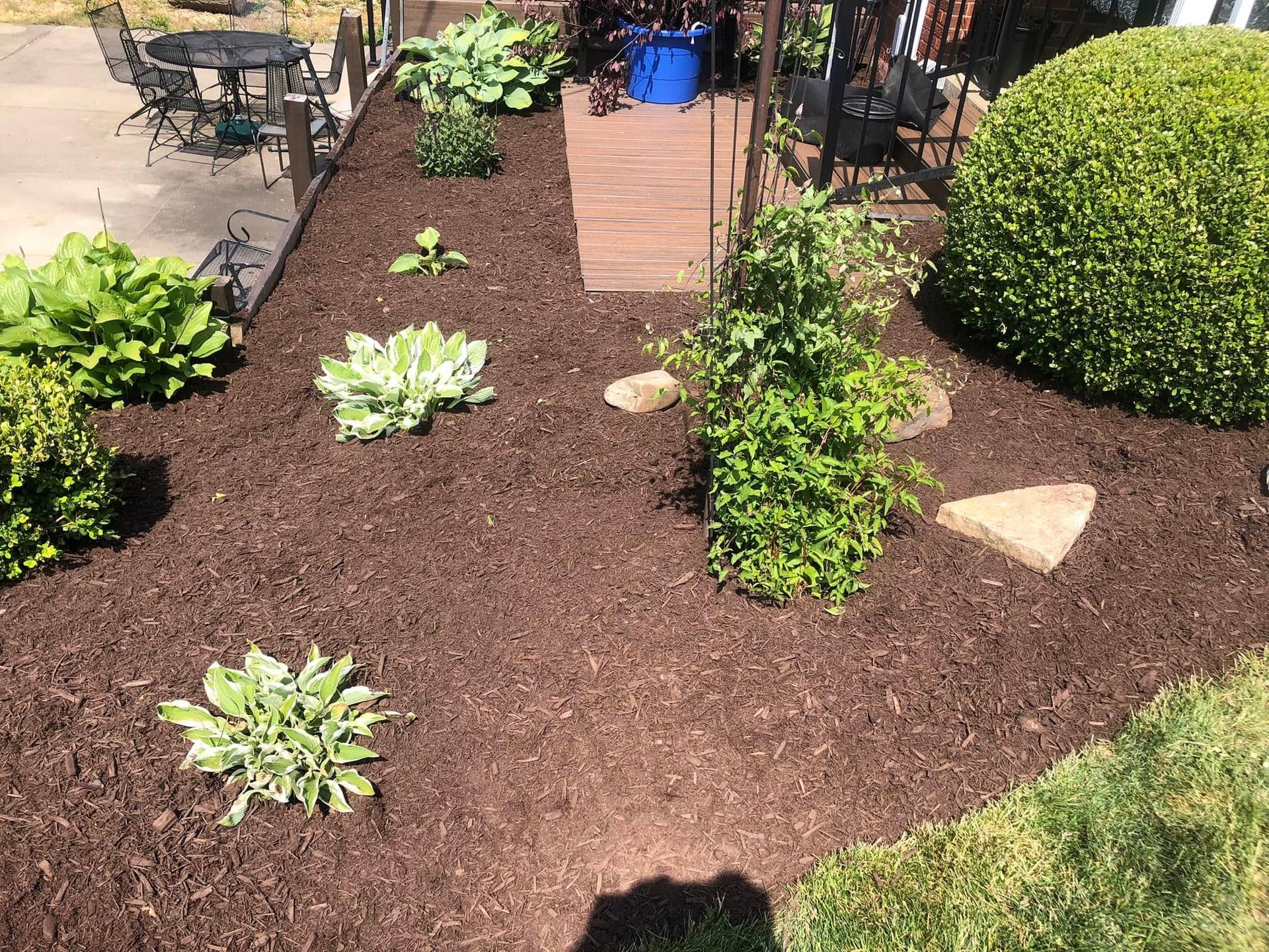 A backyard garden bed covered in dark mulch features several hostas, a climbing plant on a trellis, and a large round bush.