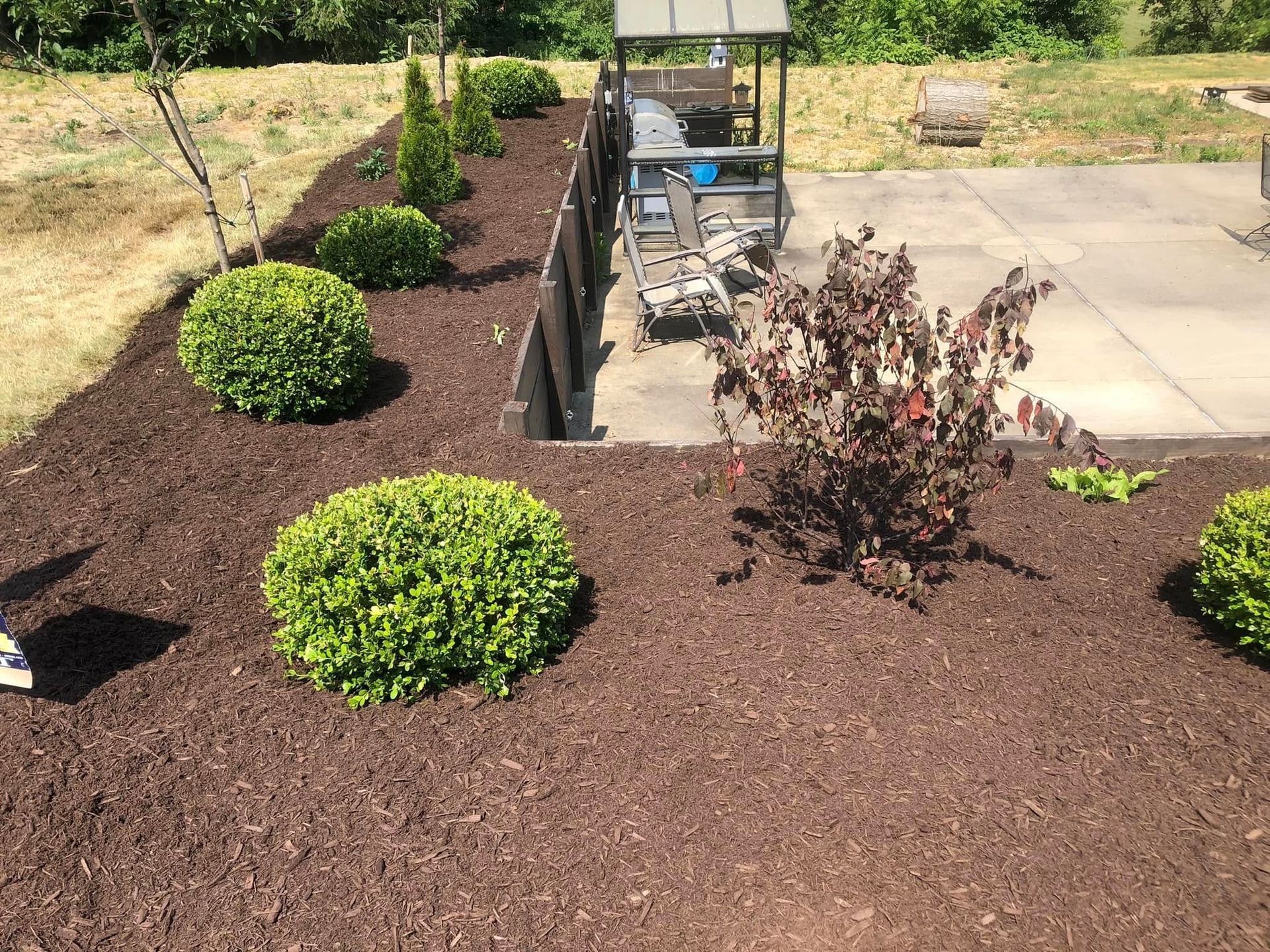 A garden bed with neatly mulched soil, several manicured green shrubs, and a small purple-leafed bush next to a patio.