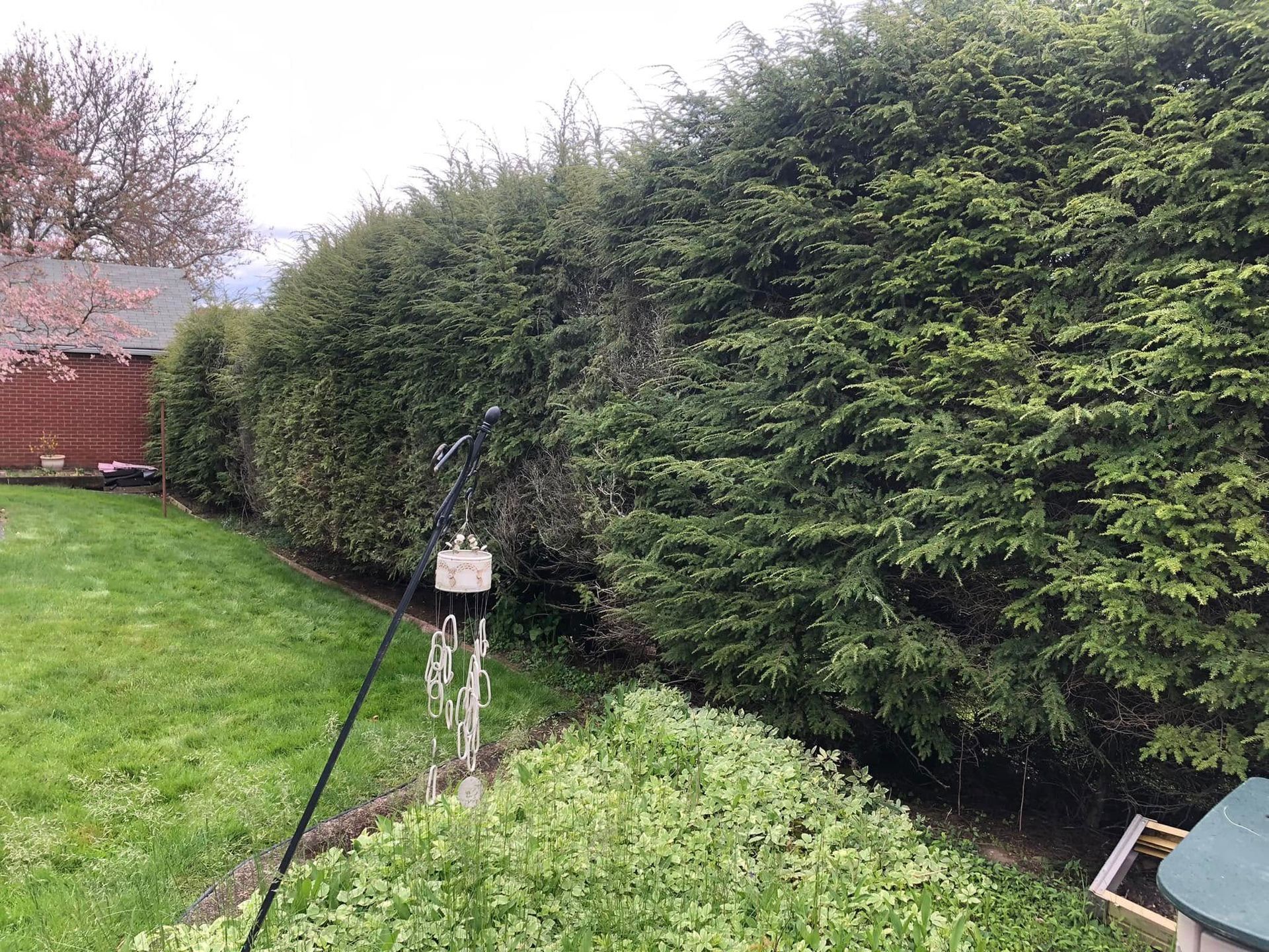A tall, dense evergreen hedge runs along the edge of a green lawn near a red building and a hanging bird feeder.