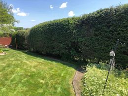 A well-manicured hedge borders a grassy lawn under a clear blue sky, with a bird feeder stand on the right.