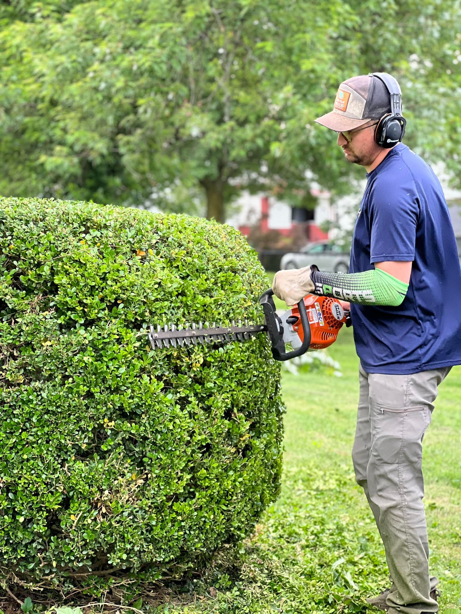 A person in a blue shirt and protective ear muffs uses an orange hedge trimmer to trim a large green shrub.