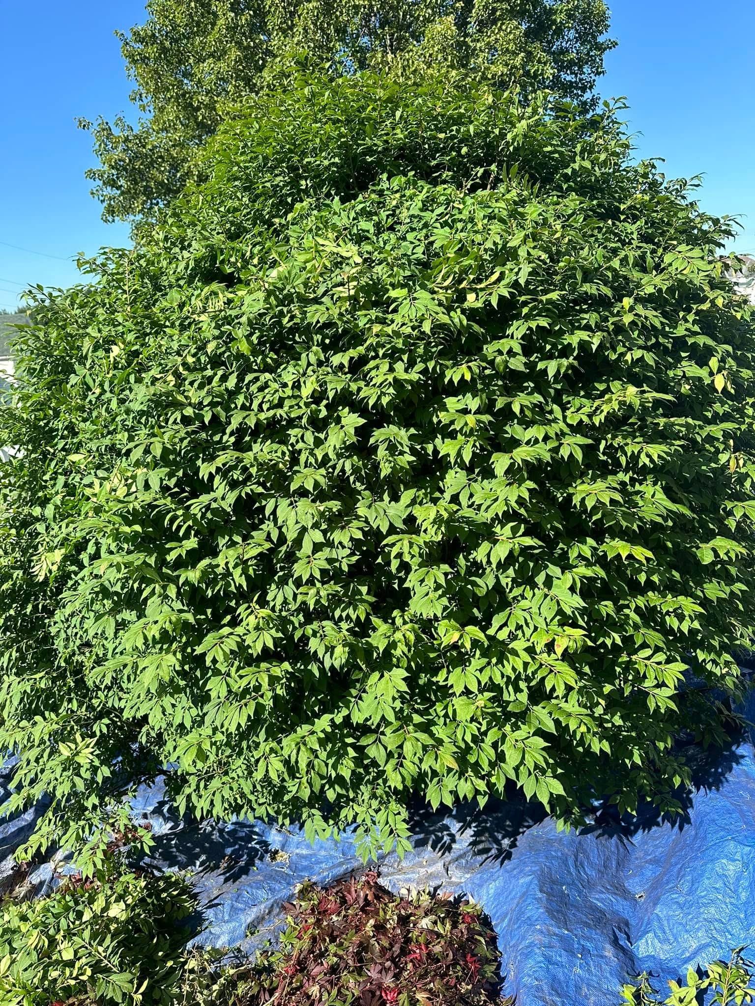 A dense, vibrant green tree against a clear blue sky, with a small patch of colorful shrubs at its base.