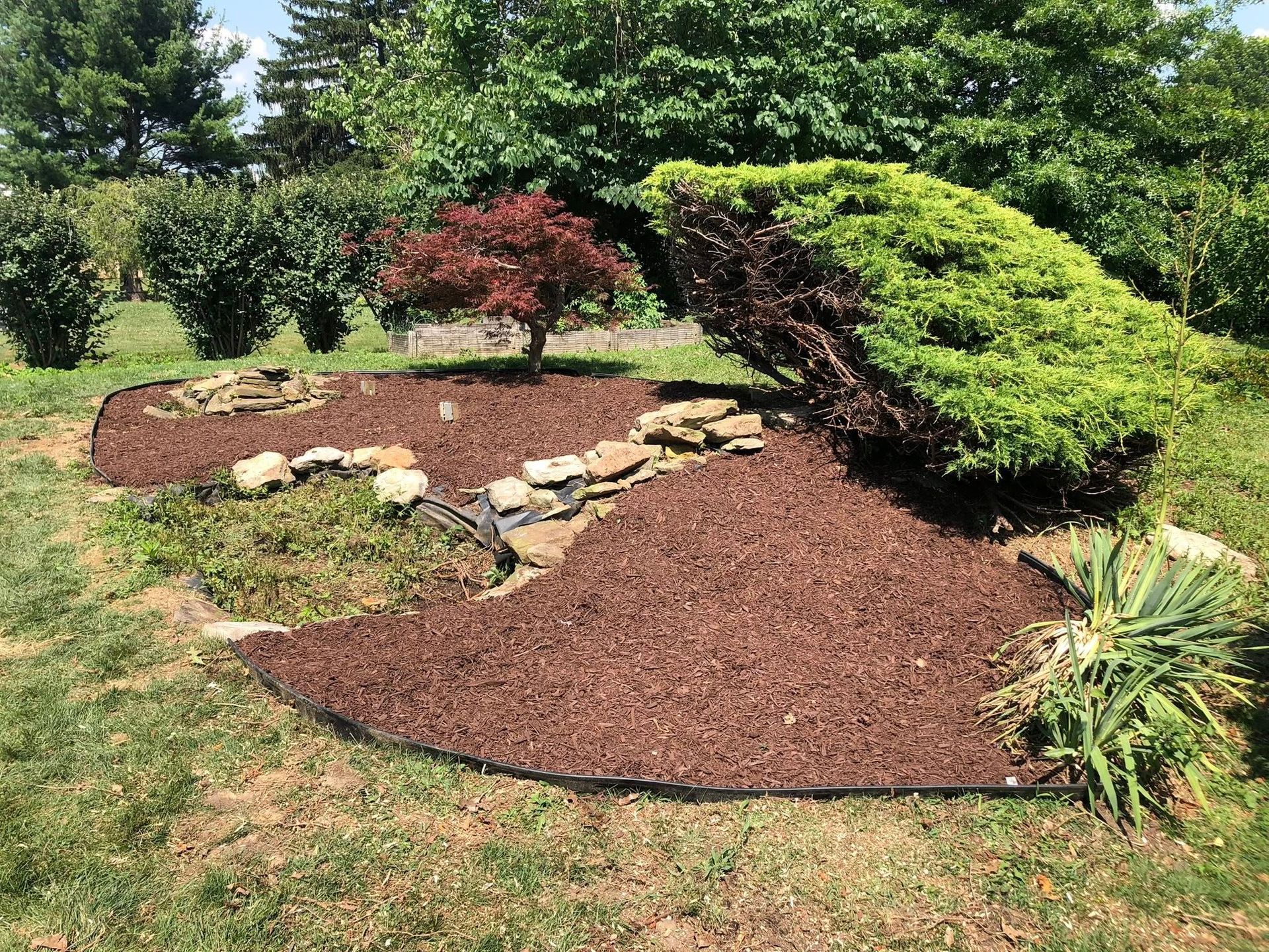 A garden bed with red mulch, a small Japanese maple, a large green shrub, and a decorative stone path.