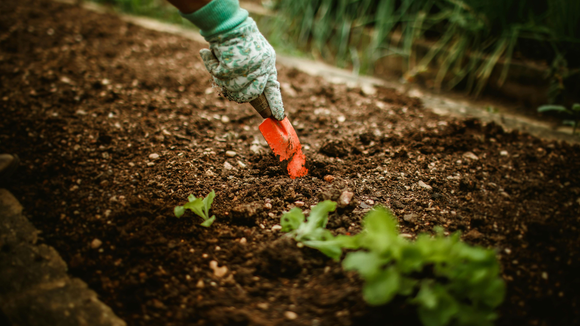 A gloved hand uses a trowel to tend to young lettuce plants in a garden bed.