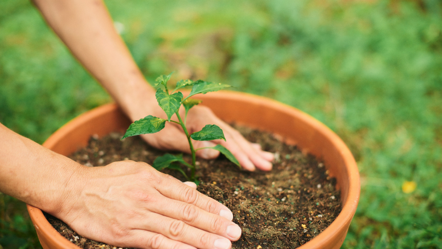 Hands planting a small green plant in a brown pot filled with soil, outdoors.