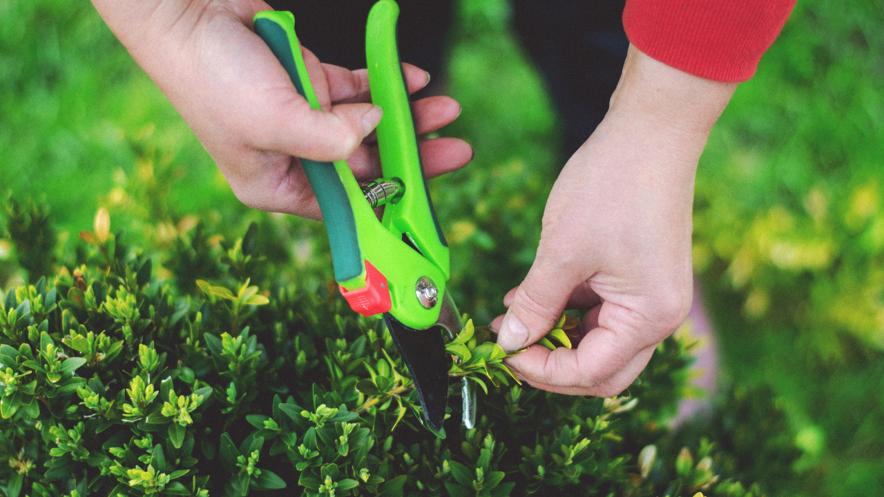 Hands using green shears to trim a green bush outdoors.