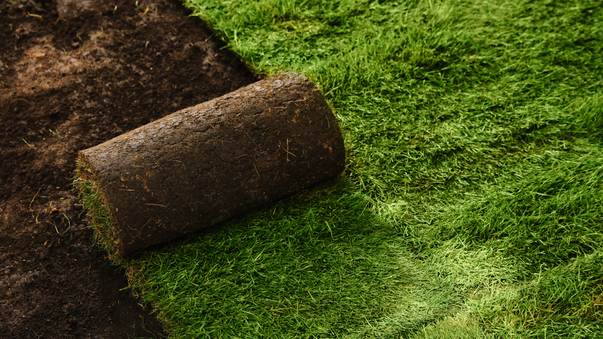 Roll of sod being unrolled onto green grass.