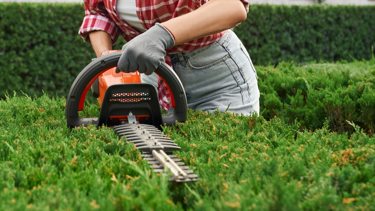 Woman in shorts and plaid shirt trimming a hedge with a hedge trimmer.