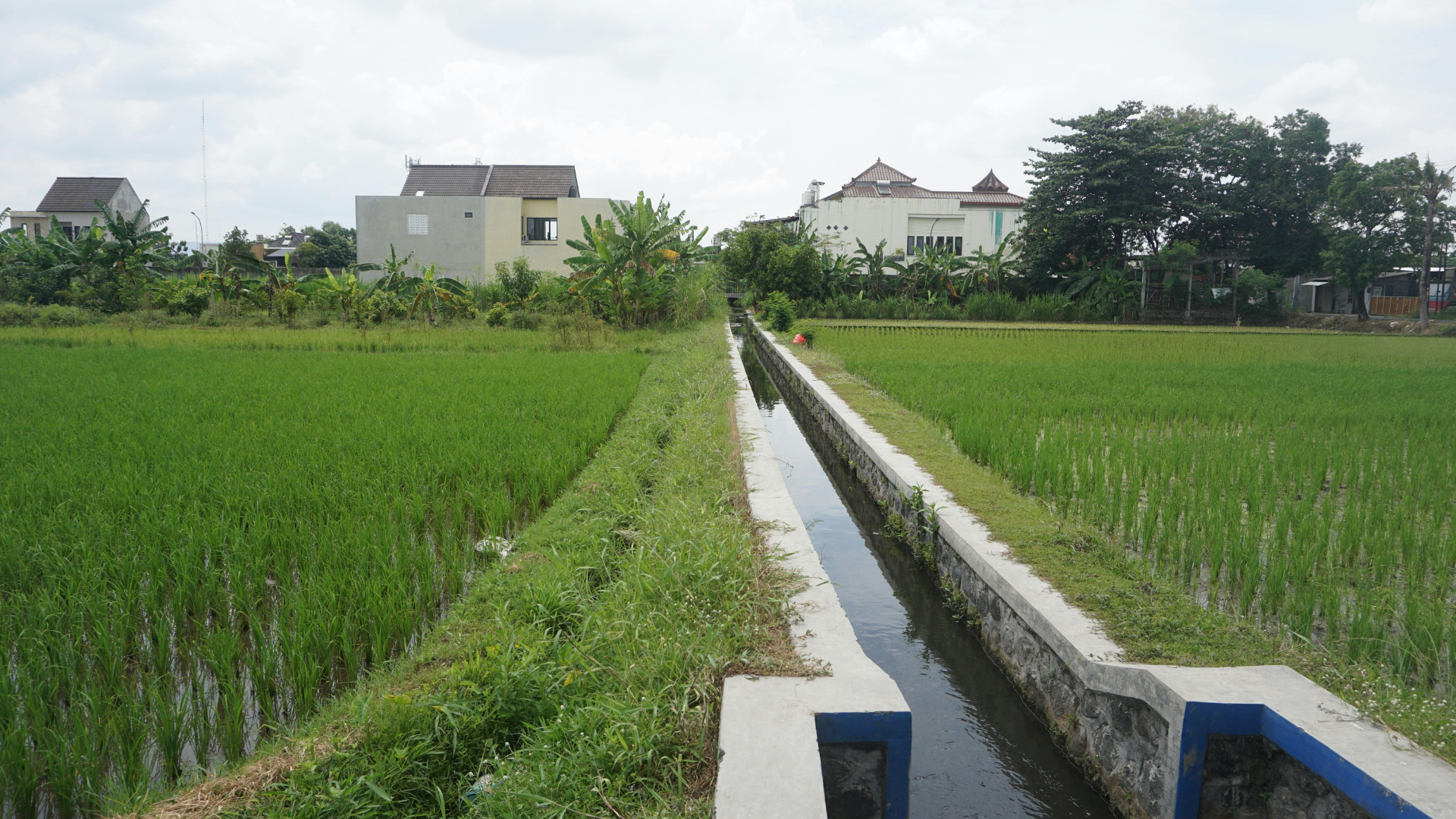 A concrete irrigation canal runs through green rice fields, with houses in the background under a cloudy sky.
