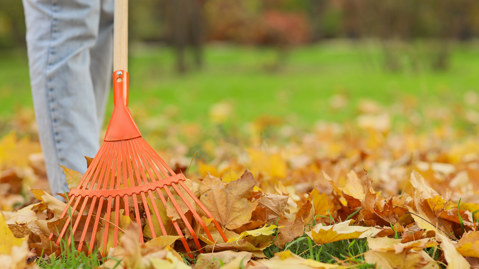 Person raking fallen autumn leaves with orange rake in yard.