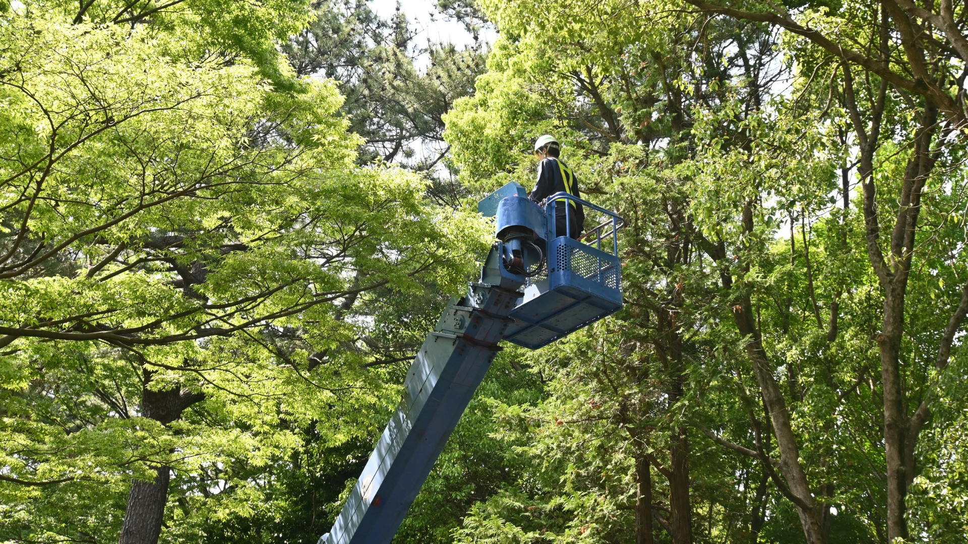 Person in a lift trimming branches of a tree on a sunny day.