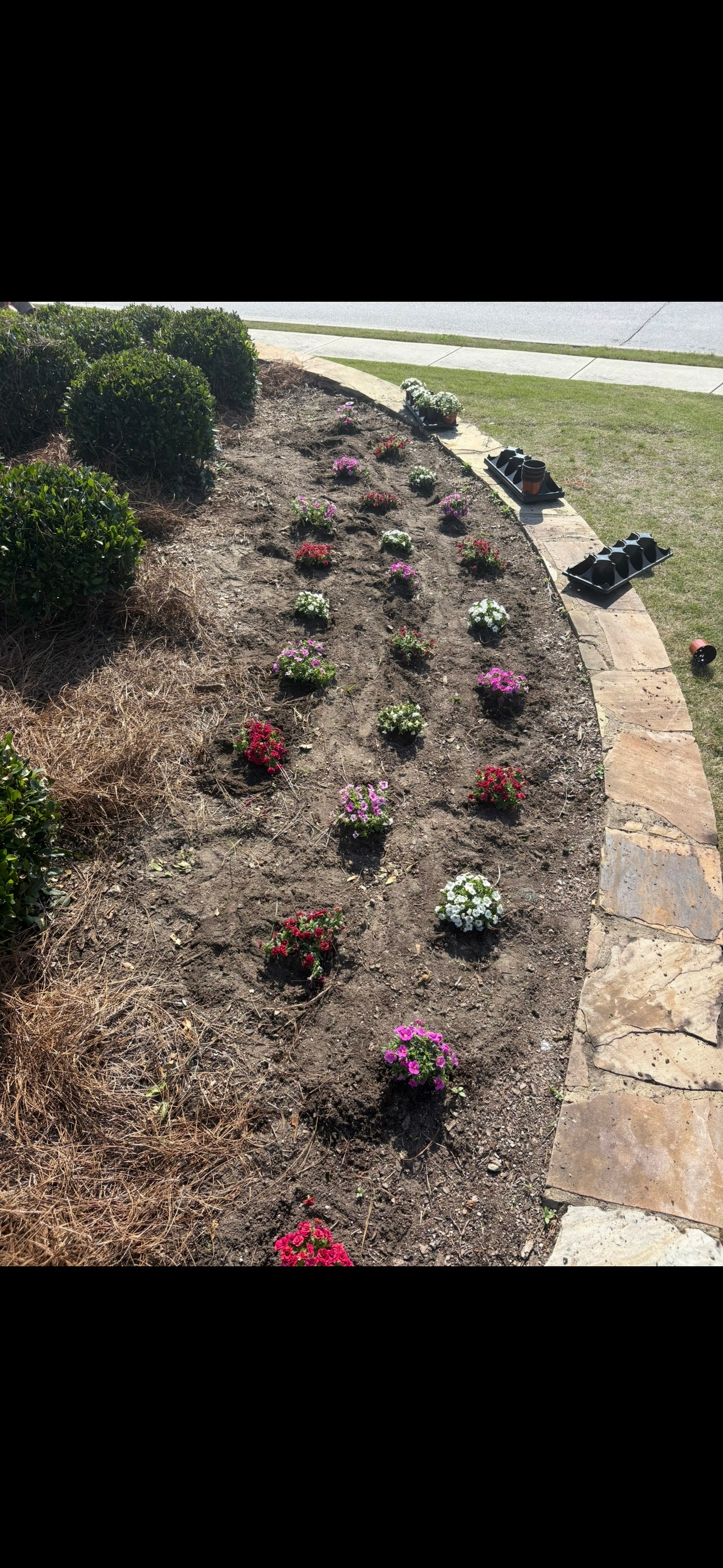 Flower bed with mulch, colorful flowers, and a stone border. Green bushes are on the left.