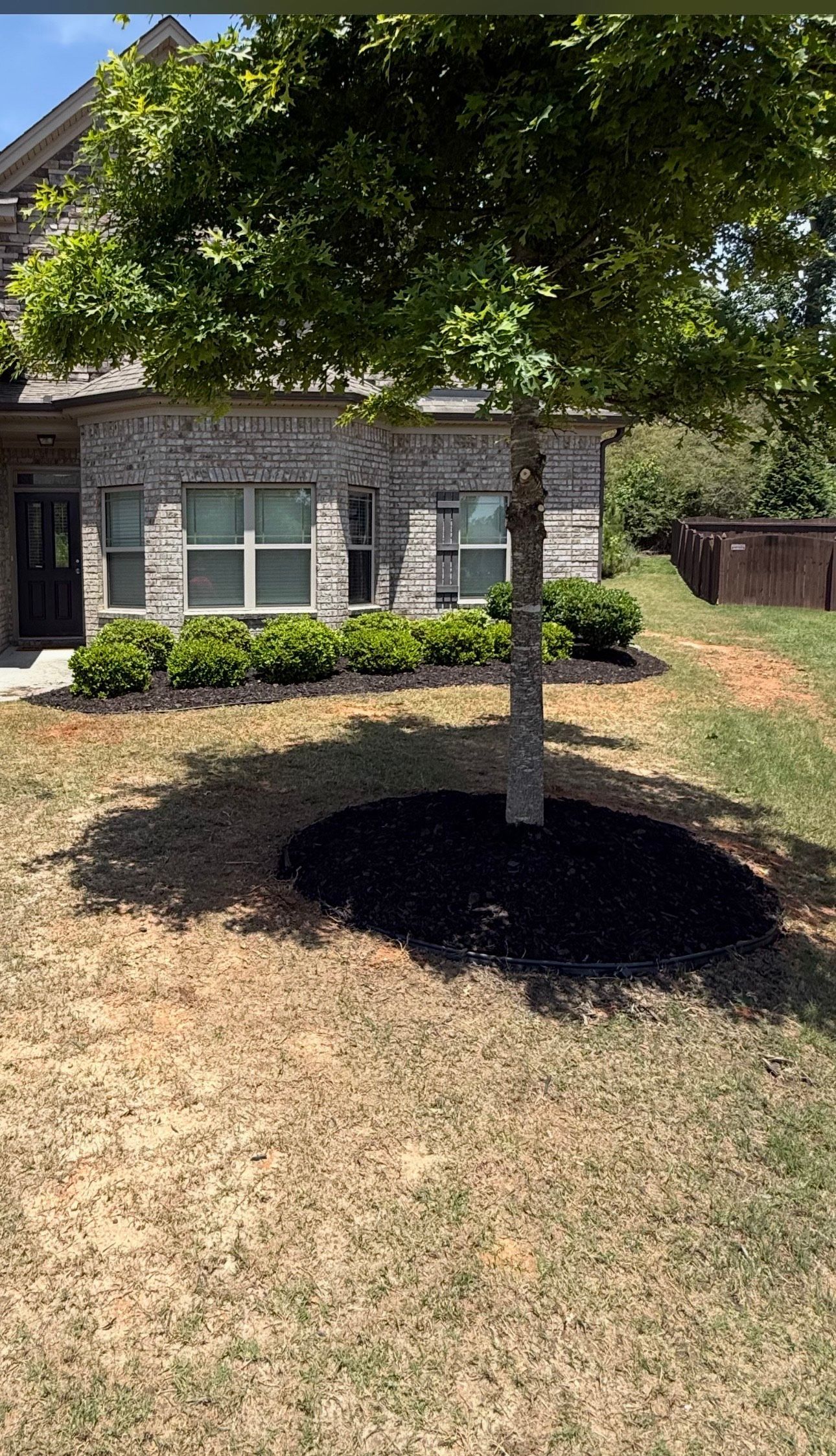 Tree with dark mulch at its base in front of a brick building; brown and green grass surrounds.