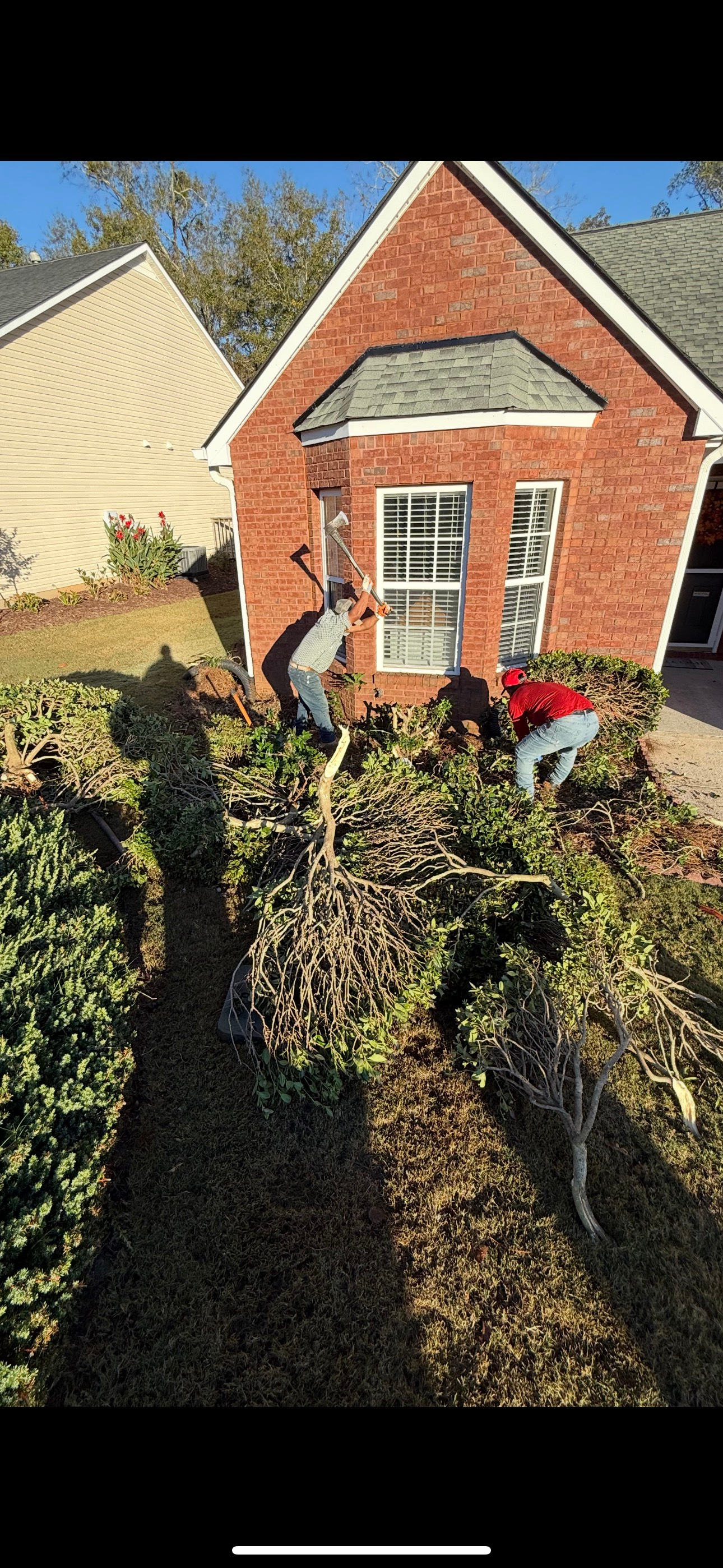 Two people trimming bushes in front of a brick house with a blue sky.