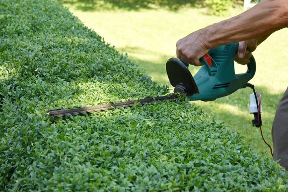 hedge trimming