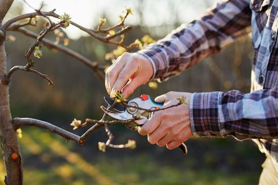 removing the leaf from the garden