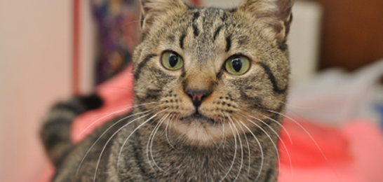 A close up of a cat looking at the camera.