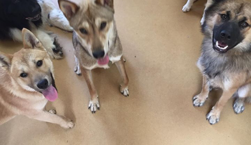 A group of dogs are sitting on the floor looking up at the camera.