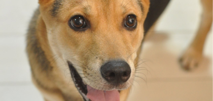 A brown dog with its tongue hanging out is looking at the camera.