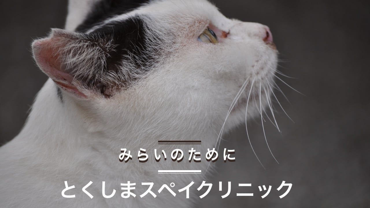 A close up of a black and white cat with japanese writing on the bottom