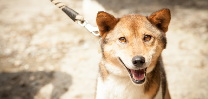 A brown and white dog on a leash is looking at the camera.