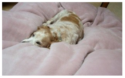 A brown and white dog is laying on a pink blanket