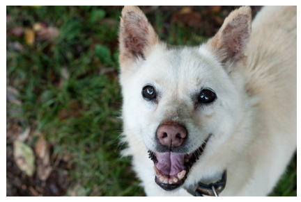 A close up of a white dog with its tongue hanging out.