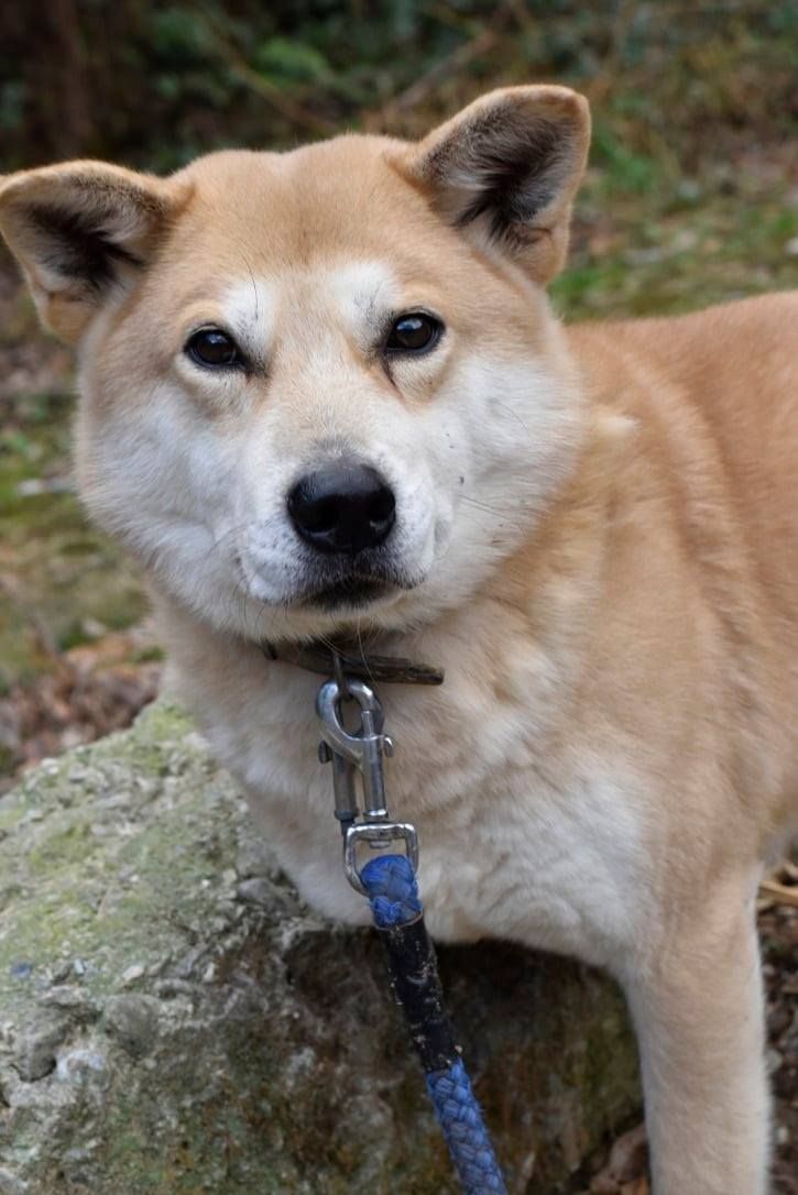 A close up of a dog on a leash standing next to a rock.