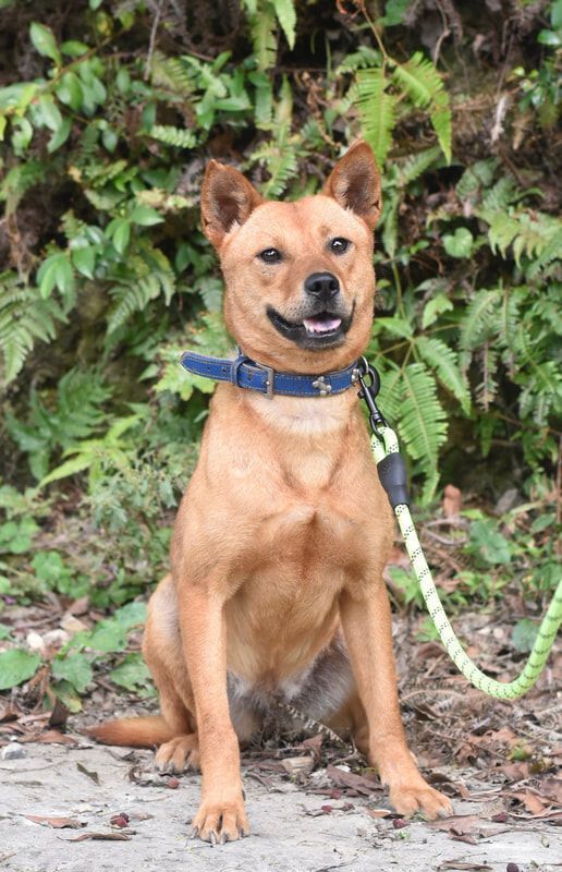 A brown dog is sitting on the ground on a leash.