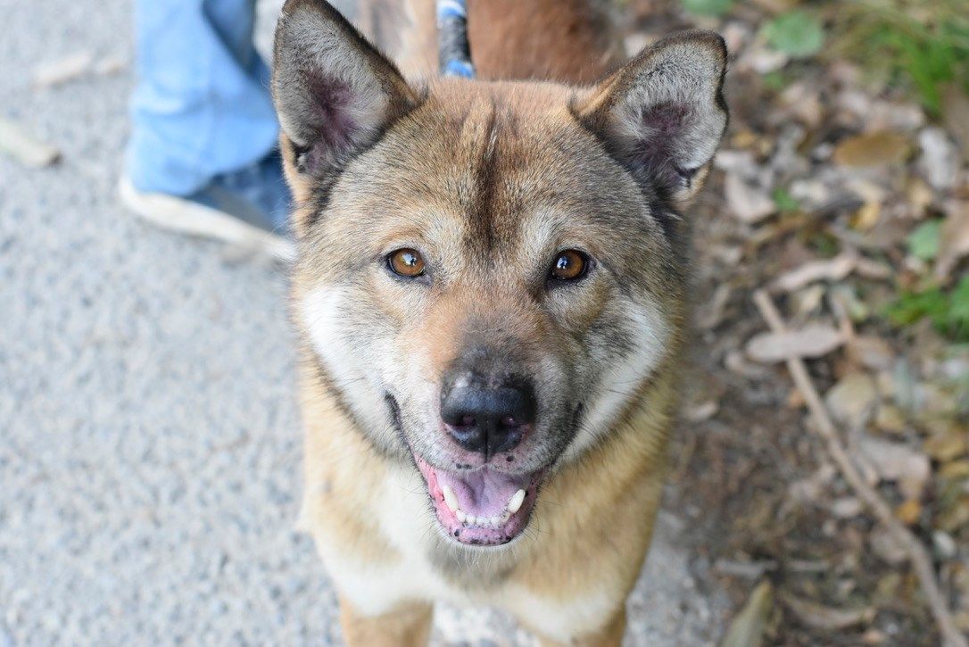 A close up of a dog looking up at the camera.