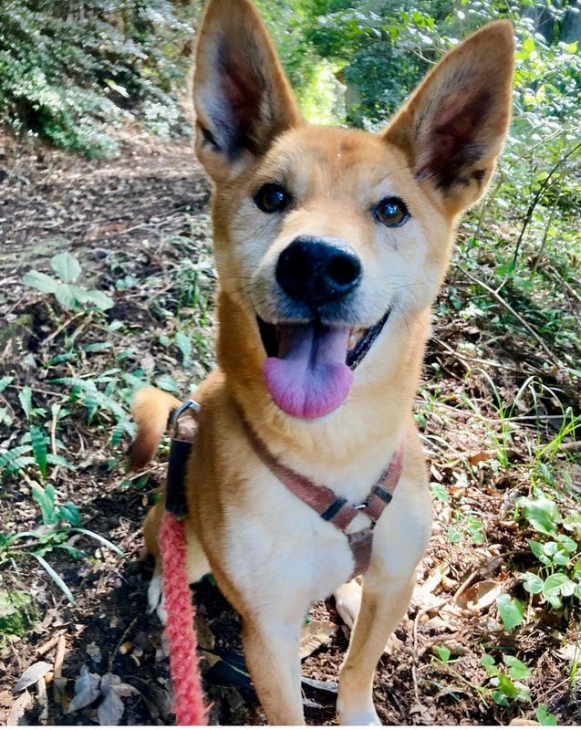 A brown dog wearing a harness and leash is sitting in the woods.