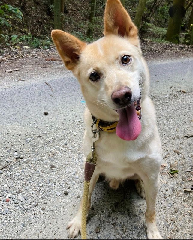 A small dog is sitting on a dirt road with its tongue hanging out.