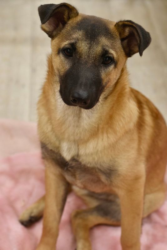 A brown dog is sitting on a pink blanket and looking at the camera.